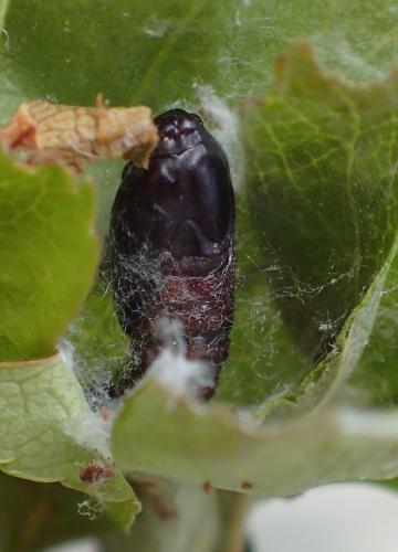 Hedya nubiferana